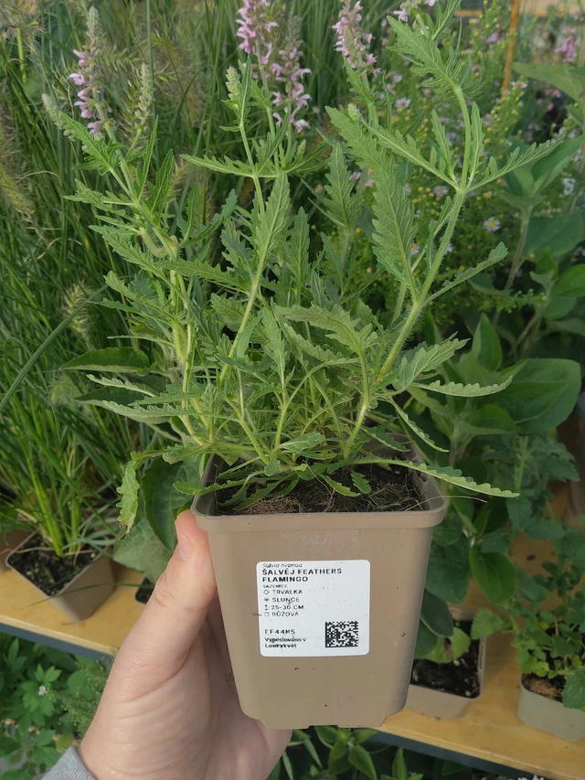 Salvia Feathers Flamingo - 10. 9. 2025