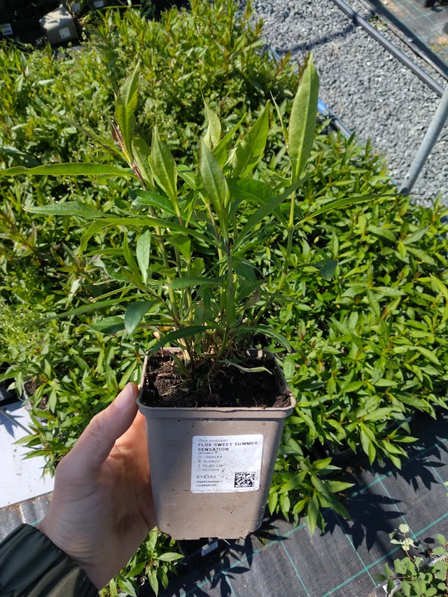 Phlox Sweet Summer Sensation - 13. 5. 2026