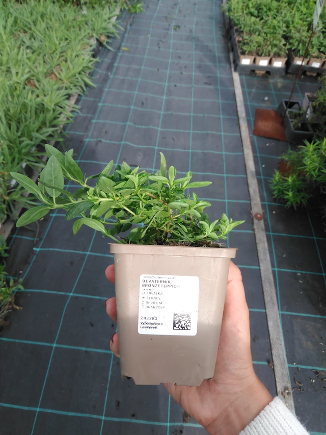 Päivännouto Bronzeteppich - 11. 9. 2025