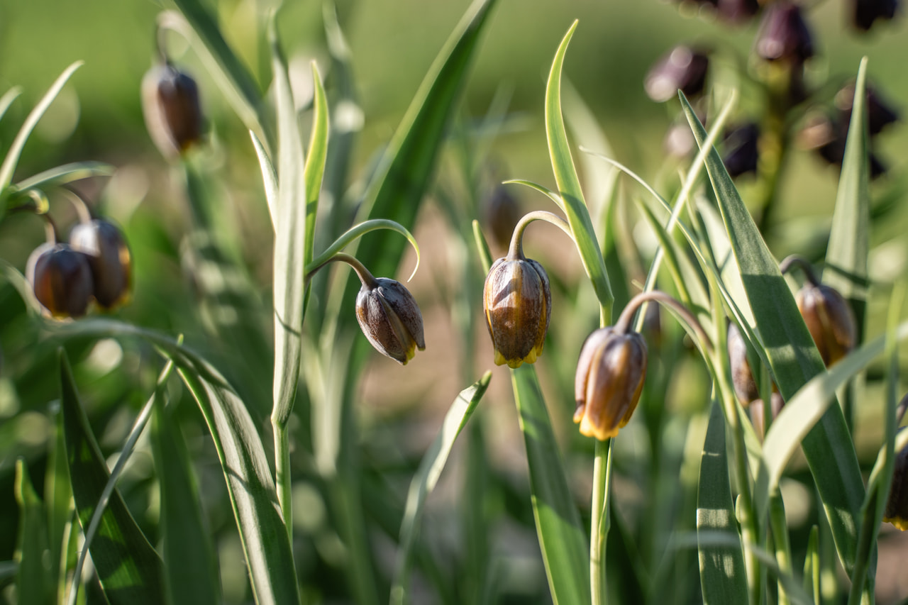 Ketunpikarililja, Loukykvět