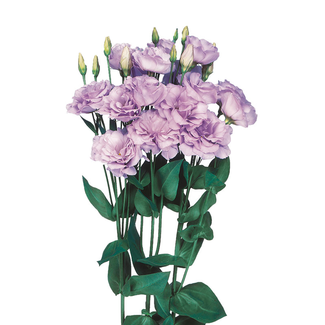 Lisianthus Echo 1 Lavender, Loukykvět