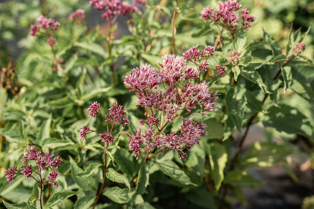 Punalatva Atropurpureum, Loukykvět