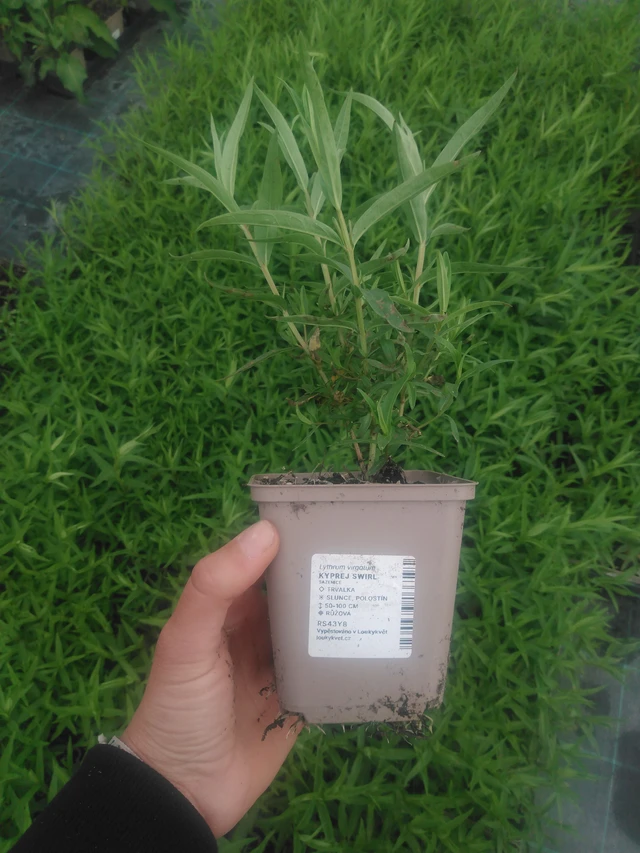 Rantakukka Swirl - 2024