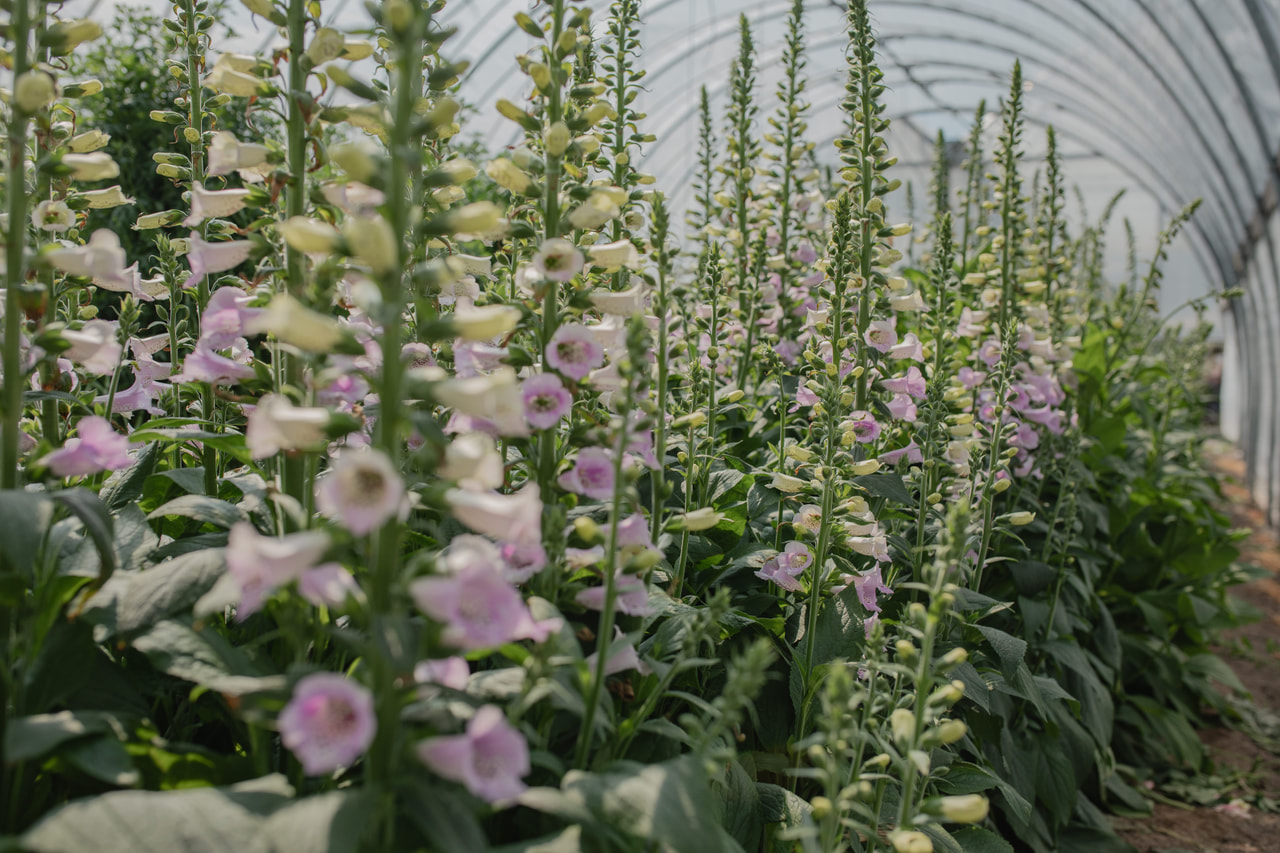 Sormustinkukka Camelot Lavender, Loukykvět