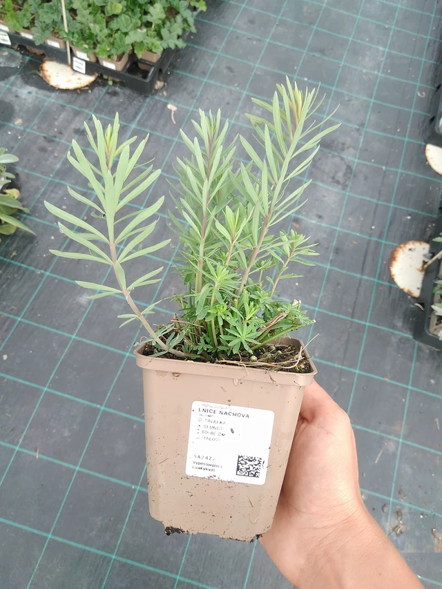 Linaria purpurea - 10. 9. 2025