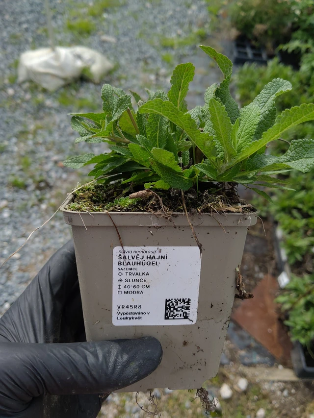 Salvia nemorosa Blauhügel - 10. 9. 2025