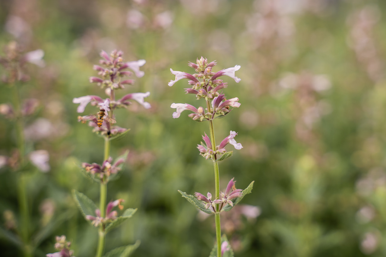Kissanminttu Dawn to Dusk, Loukykvět