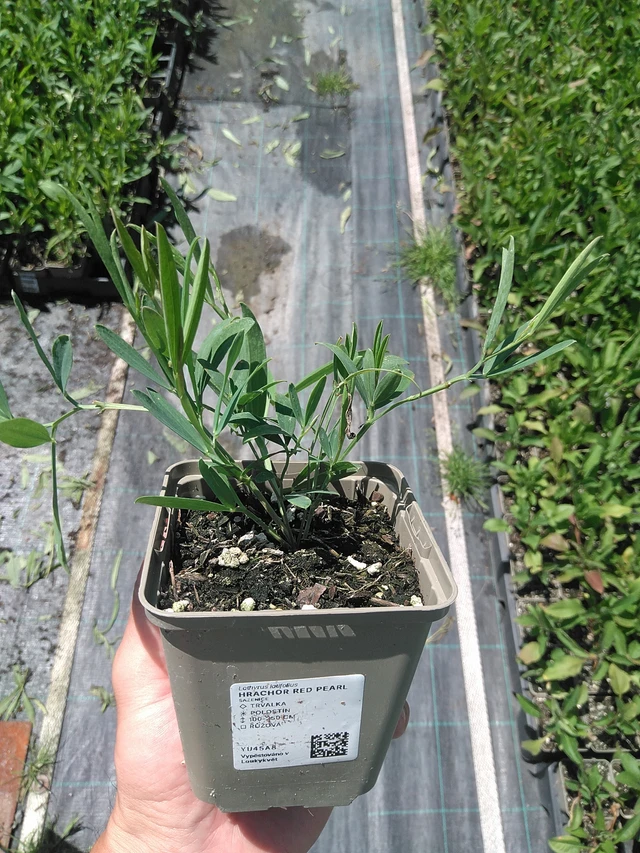 Tuoksuherne Red Pearl - 24. 6. 2025