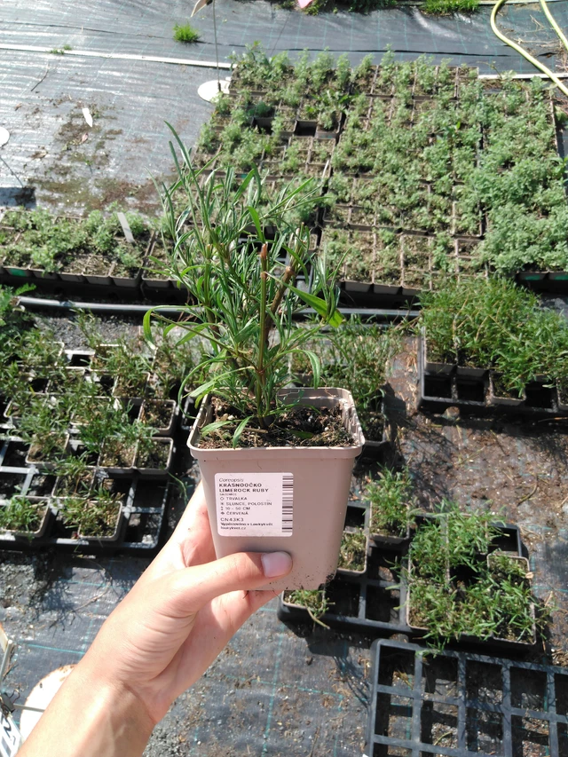 Coreopsis Limerock Ruby - 2024