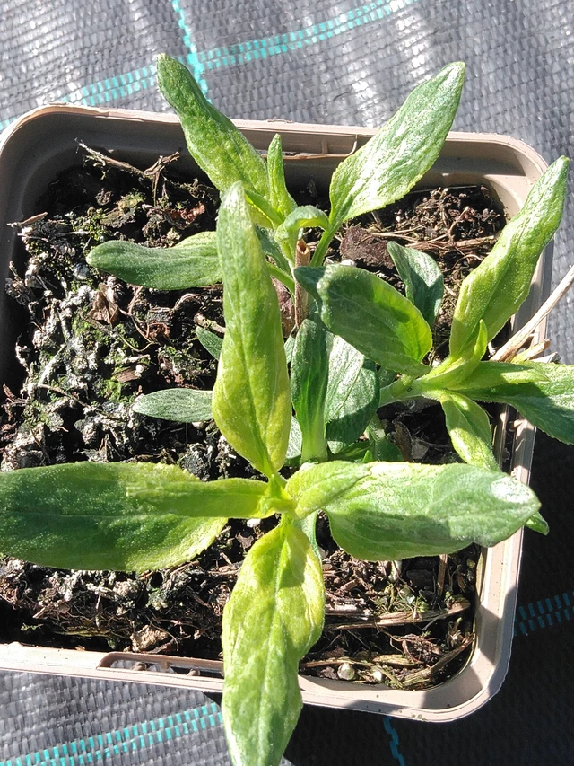 Tädyke Skyler White - 3. 4. 2025