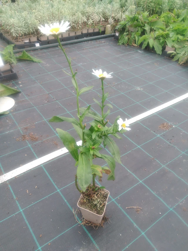 Härjasilm Becky - 2024