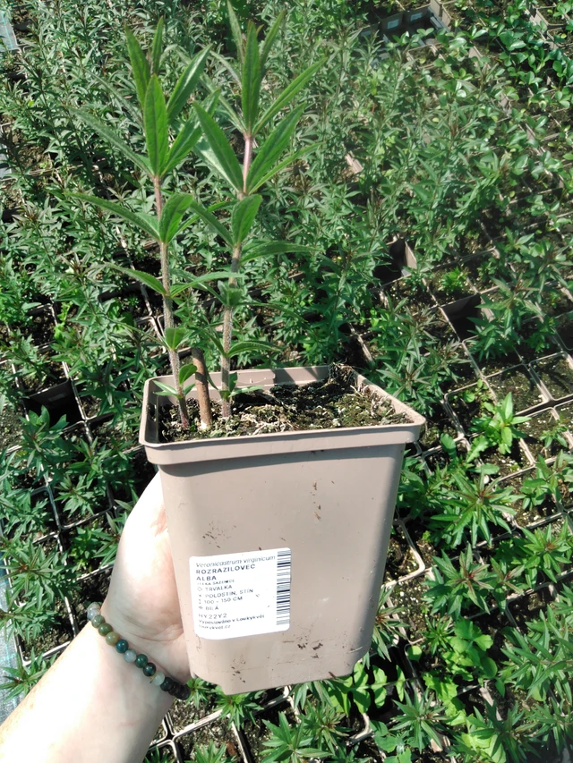 Tädykearvio Album - 2024