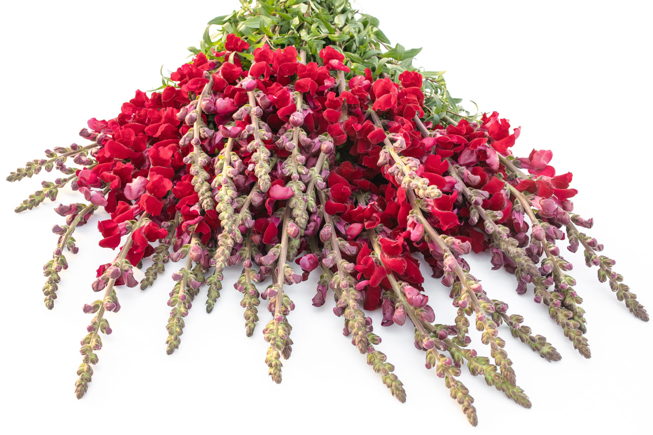 Leeuwenbek Costa Velvet, Loukykvět