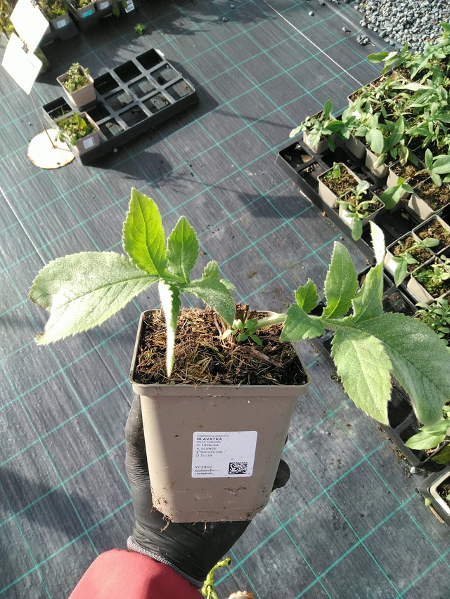 Kirahvinkukka - 31. 10. 2025