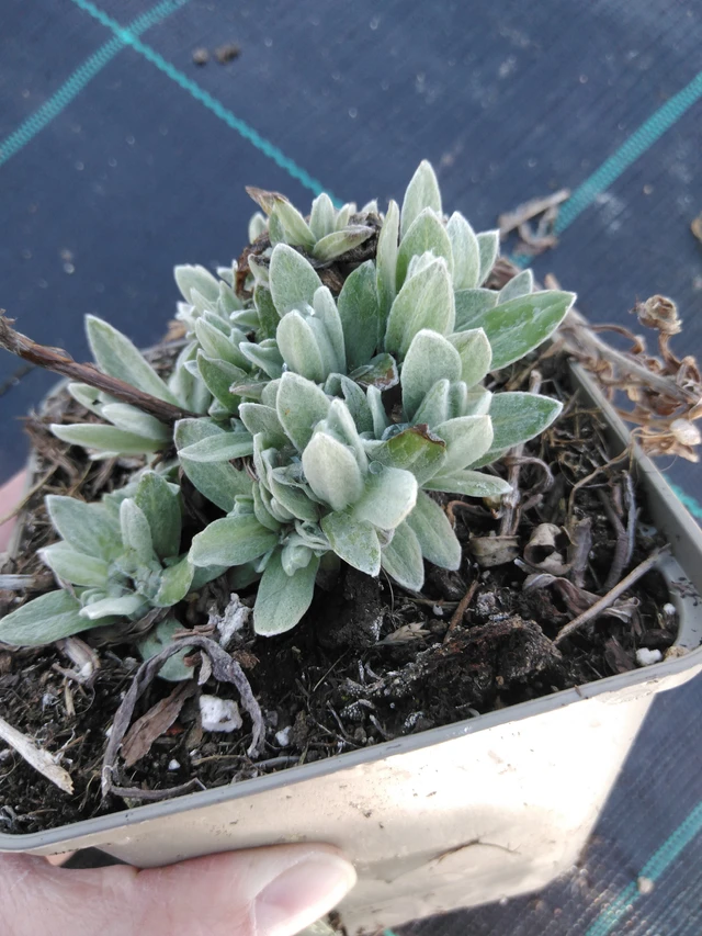 Anaphalis margaritacea Neuschnee - 3. 4. 2025