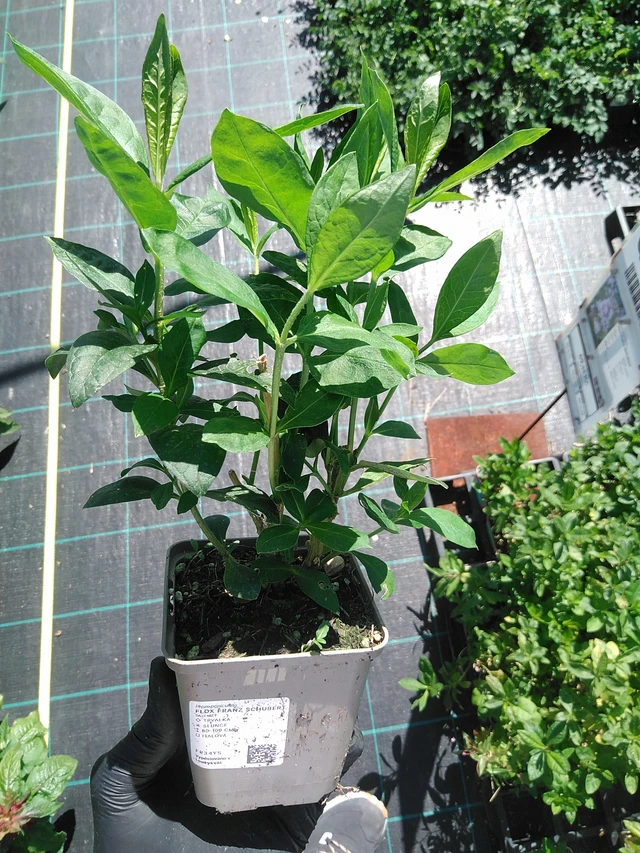 Leimu Franz Schubert - 19. 8. 2025