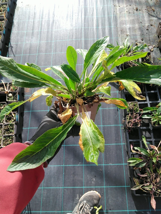 Illakko valkoinen - 31. 10. 2025