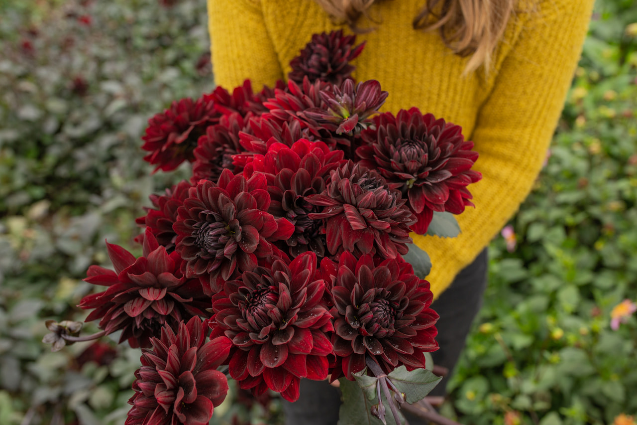 Daalia Karma Choc, Loukykvět