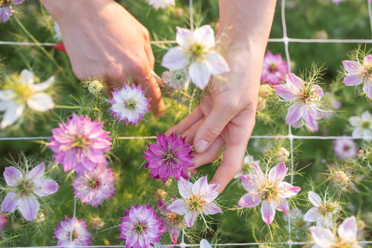 Tarhaneito Miss Jekyll Rose, Loukykvět