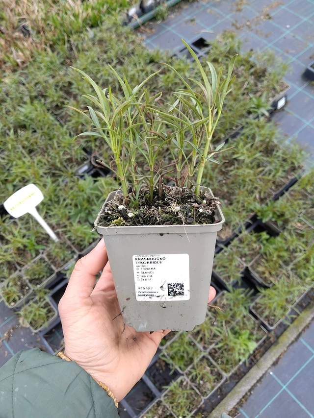 Tall Coreopsis - 21. 4. 2026