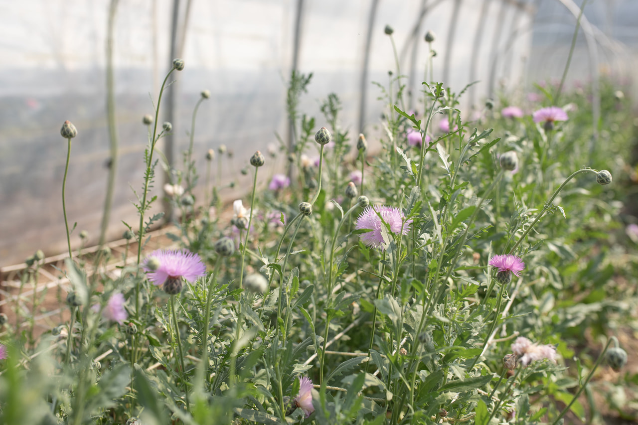 Aciano imperial Graciosa, Loukykvět