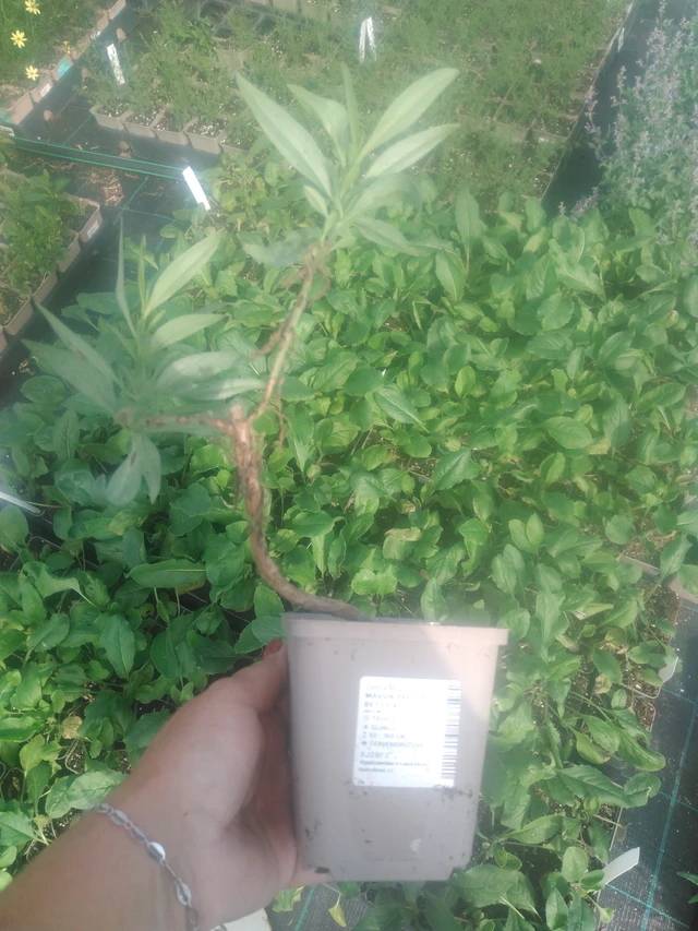 Komeapunikki Pretty Betsy Red - 2024