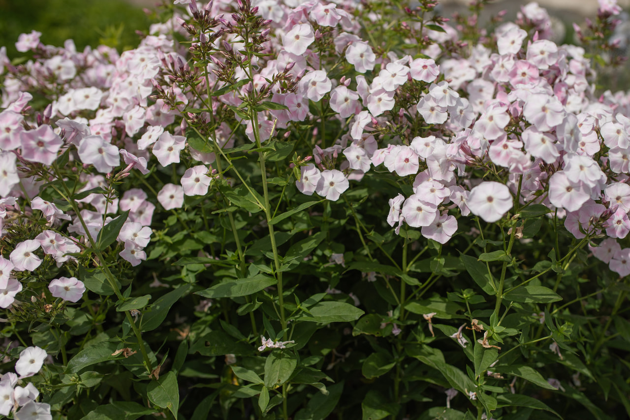 Kiiltoleimu Duchess of York, Loukykvět