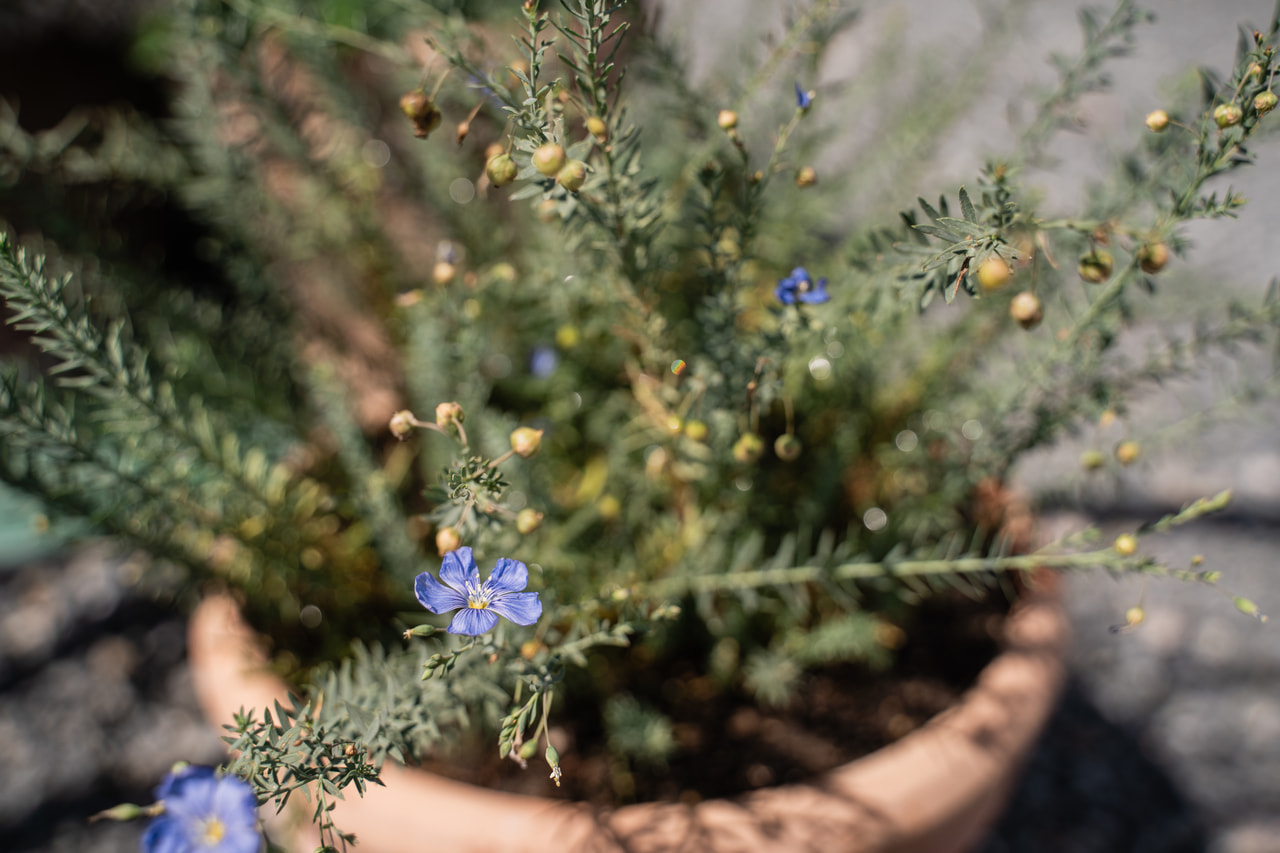 Sinipellava, Loukykvět