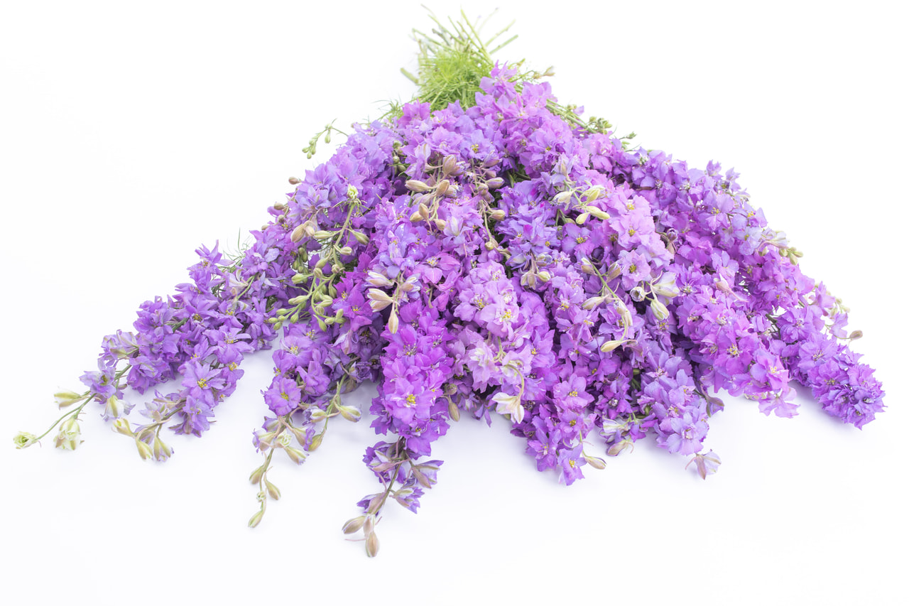 Larkspur QIS Lilac, Loukykvět