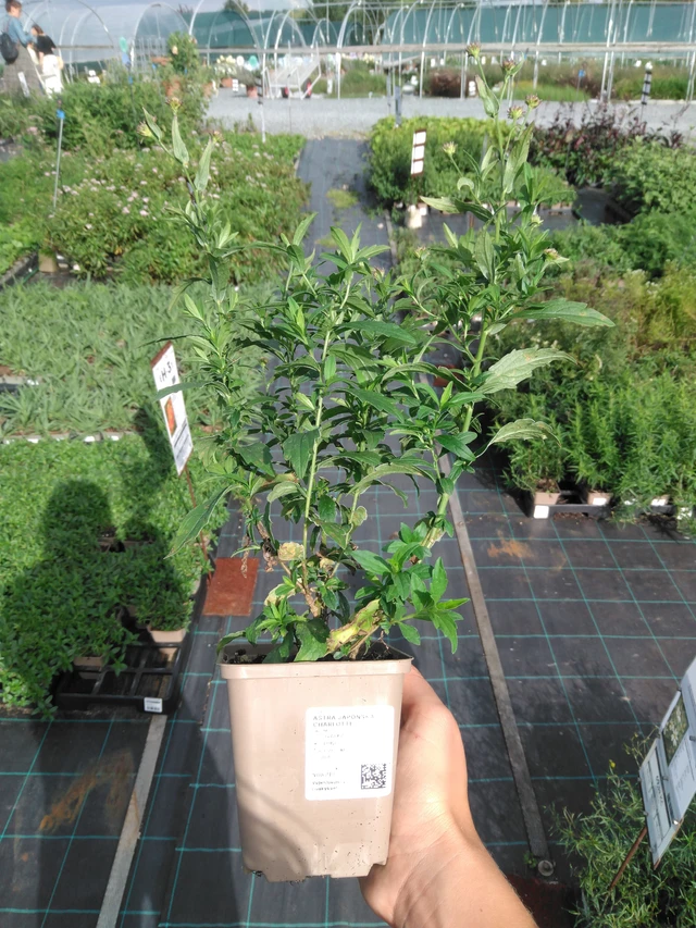 Aster japonés Charlotte - 11. 9. 2025