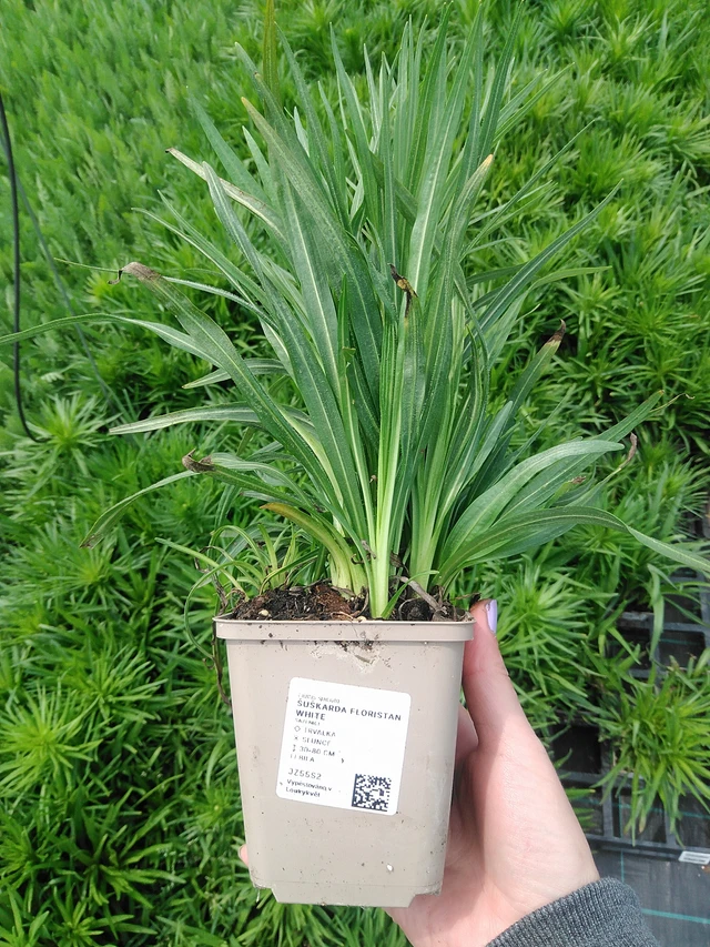 Punatähkä Floristan White - 9. 6. 2025