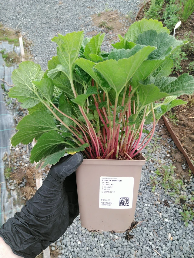 Kellukka Borisii - 10. 9. 2025