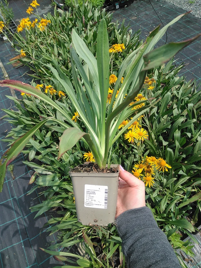 Komeahohdekukka - 9. 6. 2025