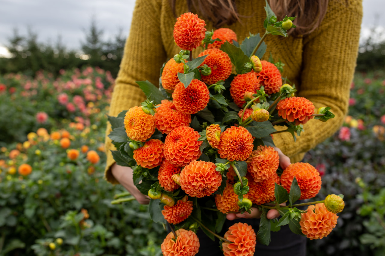 Daalia Bantling, Loukykvět