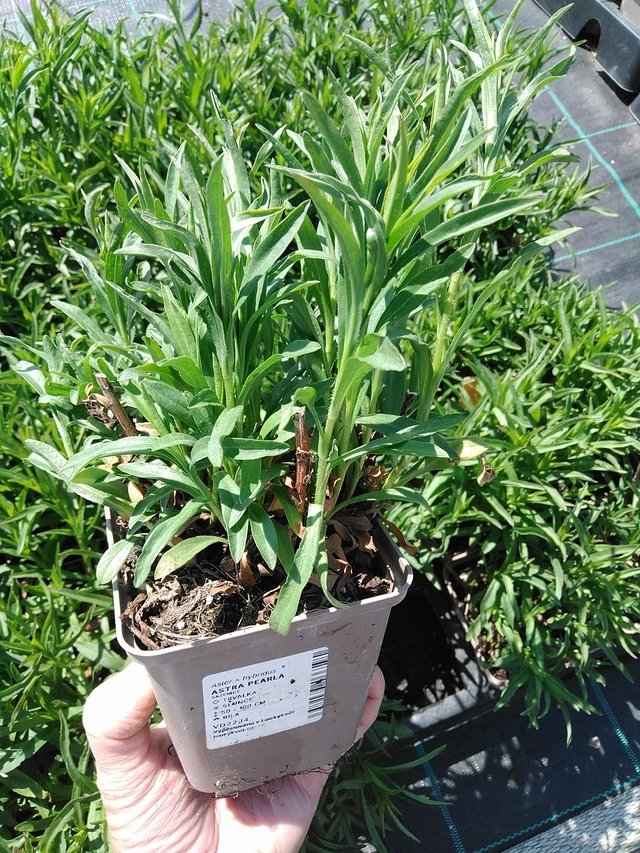 Asteri Pearla - 13. 5. 2025