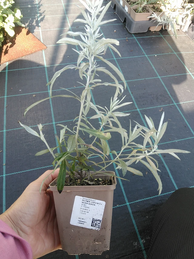 Artemisa Silver Queen - 11. 9. 2025