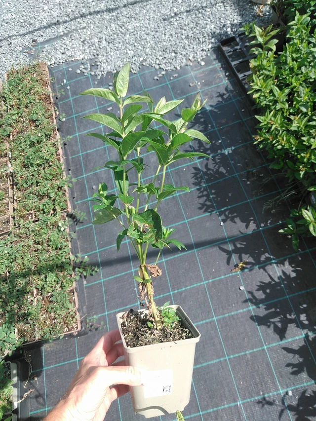 Leimu Franz Schubert - 24. 6. 2025