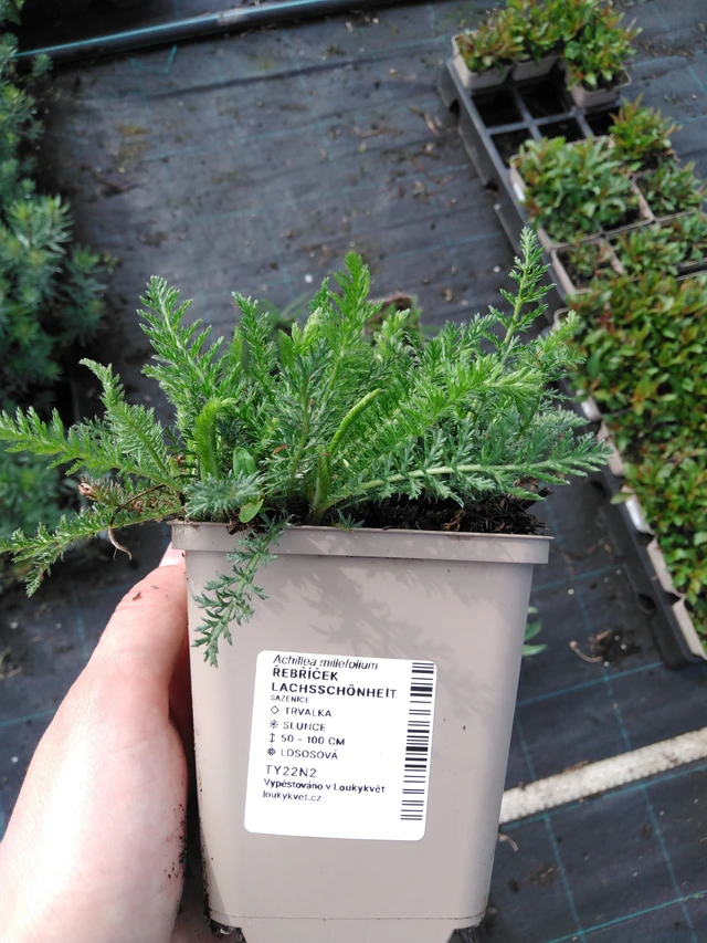 Siankärsämö Lachsschönheit - 2024