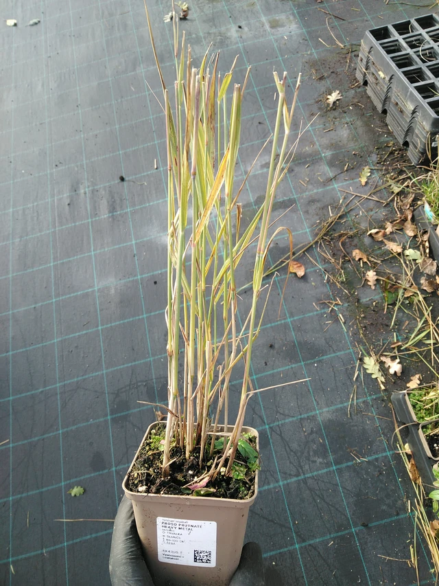 Virginianhirssi Heavy Metal - 31. 10. 2025