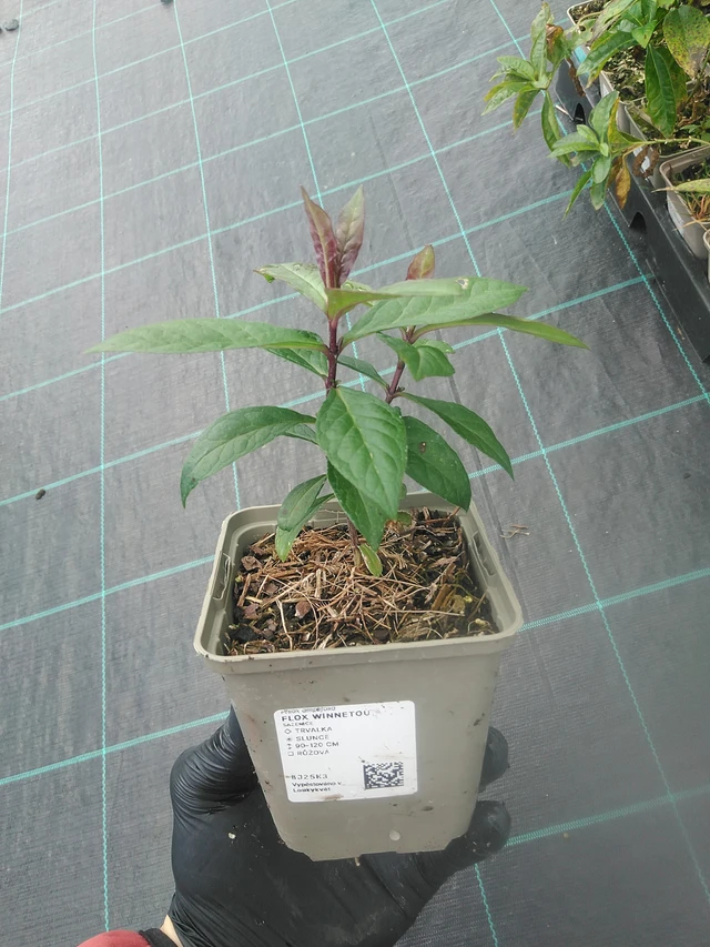 Leimu Winnetou - 13. 10. 2025