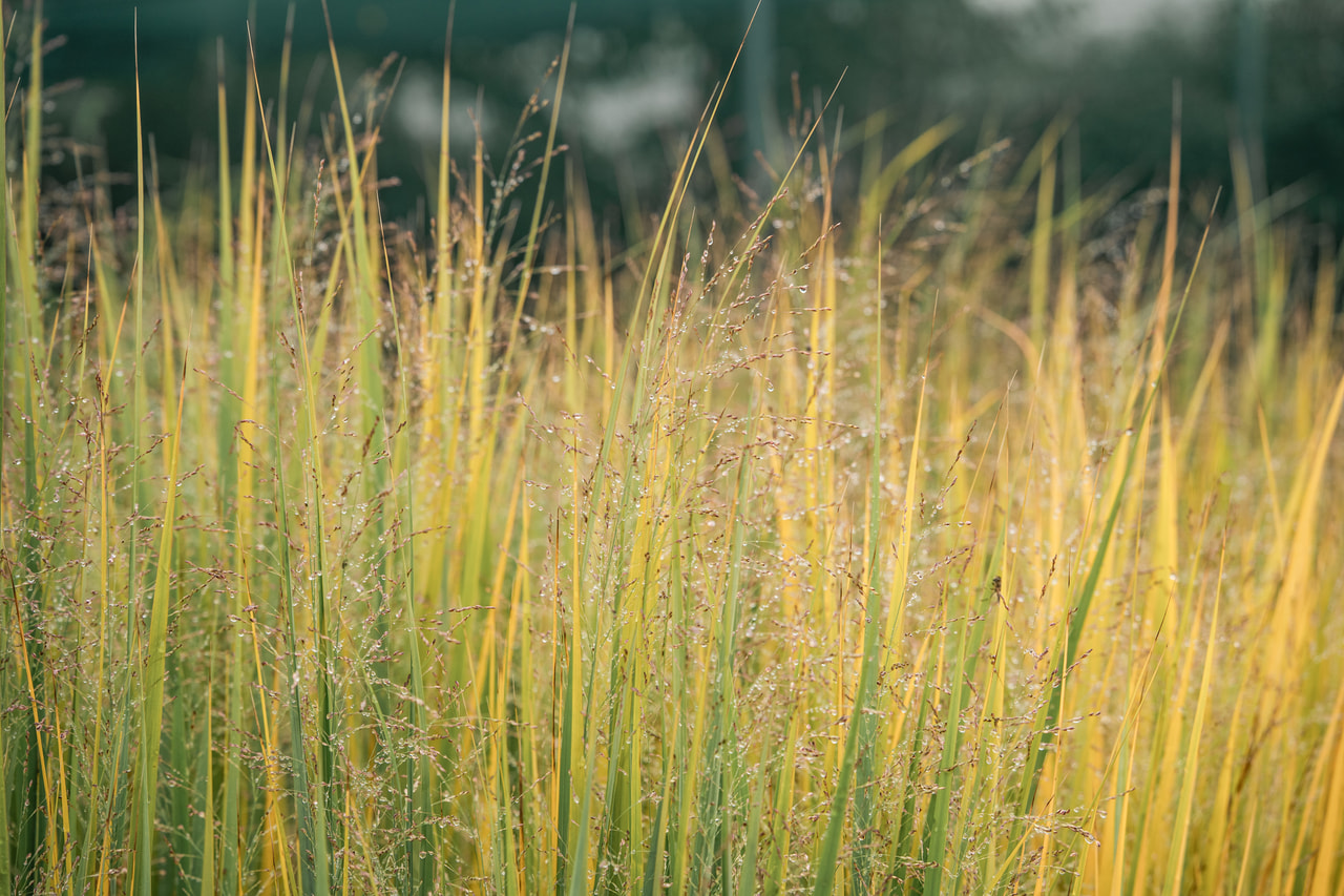 Lännenhirssi Northwind, Loukykvět