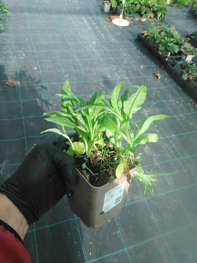 Luhtalemmikki - 13. 10. 2025