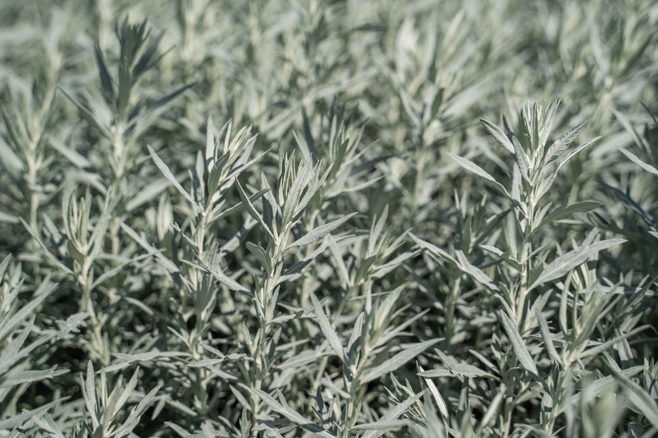 Artemisa Silver Queen, Loukykvět