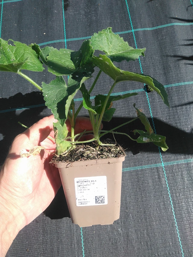 Kesäkuuruoho valkoinen - 30. 6. 2025