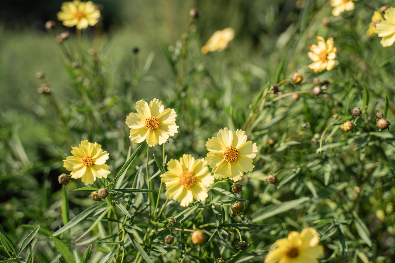 Coreopsis Full Moon, Loukykvět