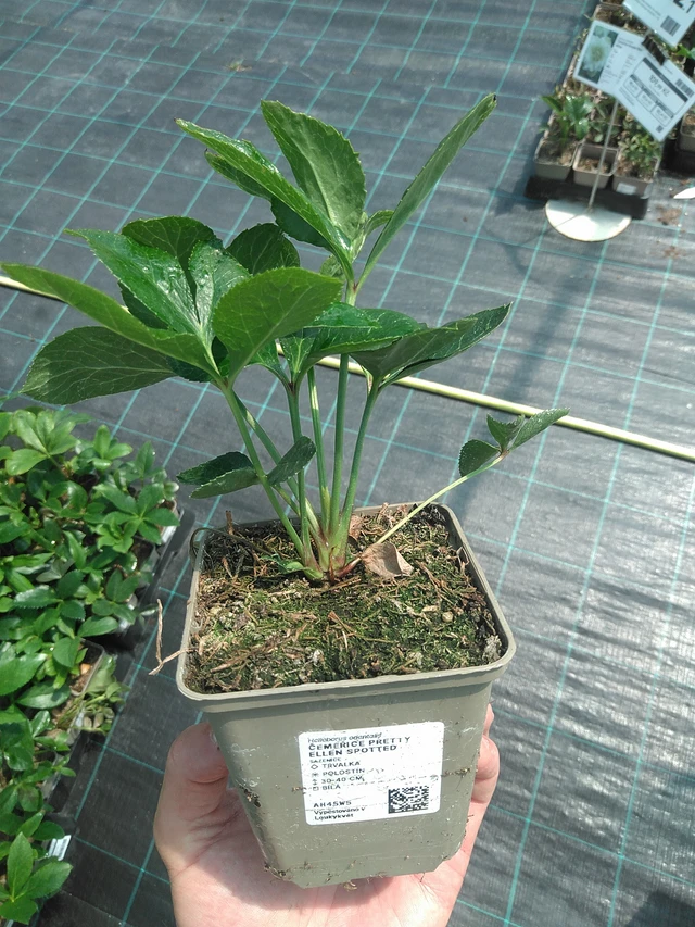 Jouluruusu Pretty Ellen Spotted - 24. 6. 2025