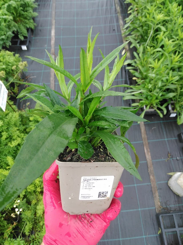 Asteri Primavera - 29. 7. 2025