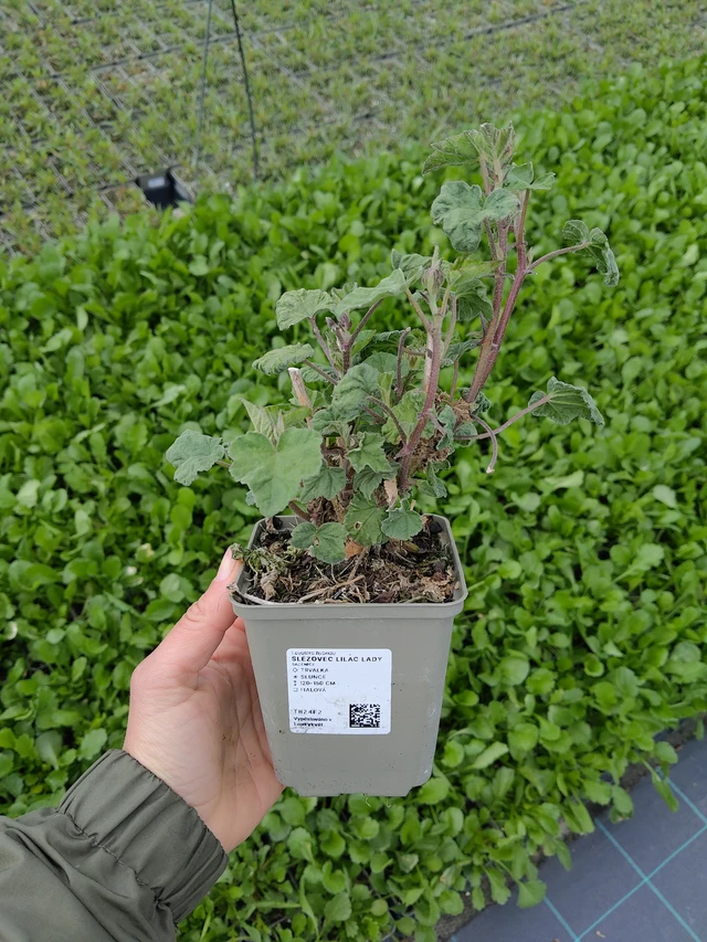 Lavatère Lilac Lady - 13. 5. 2026