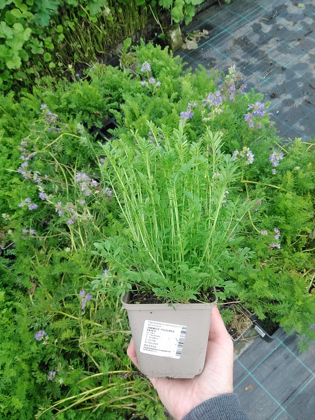 Sinilatva Filigree Skies - 9. 6. 2025