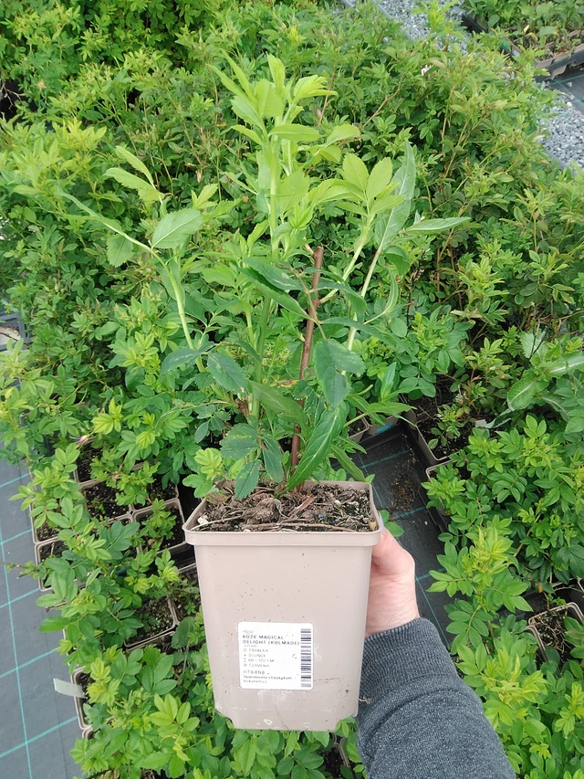Rosa Magical Delight (Kolmade) - 9. 6. 2025
